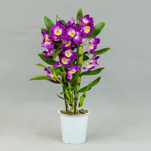 Дендробиум (Dendrobium)