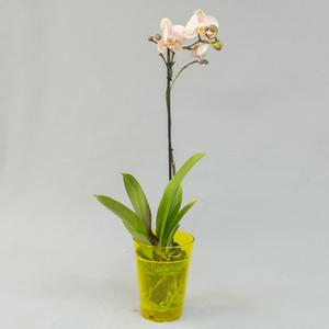 Фаленопсис (Phalaenopsis)