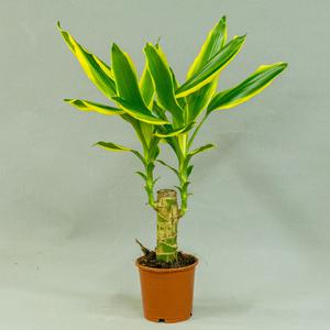 Драцена (Dracāena)