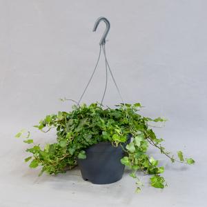 Хедера (Hedera)