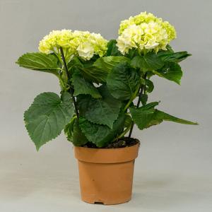 Гортензия (Hydrangea)